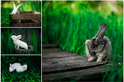Spring Rabbits Stock Photo Bundle