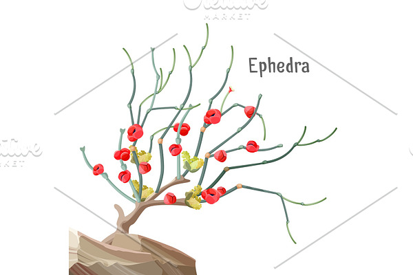 Ephedra widespread tree growing in stone, joint-pine, jointfir,