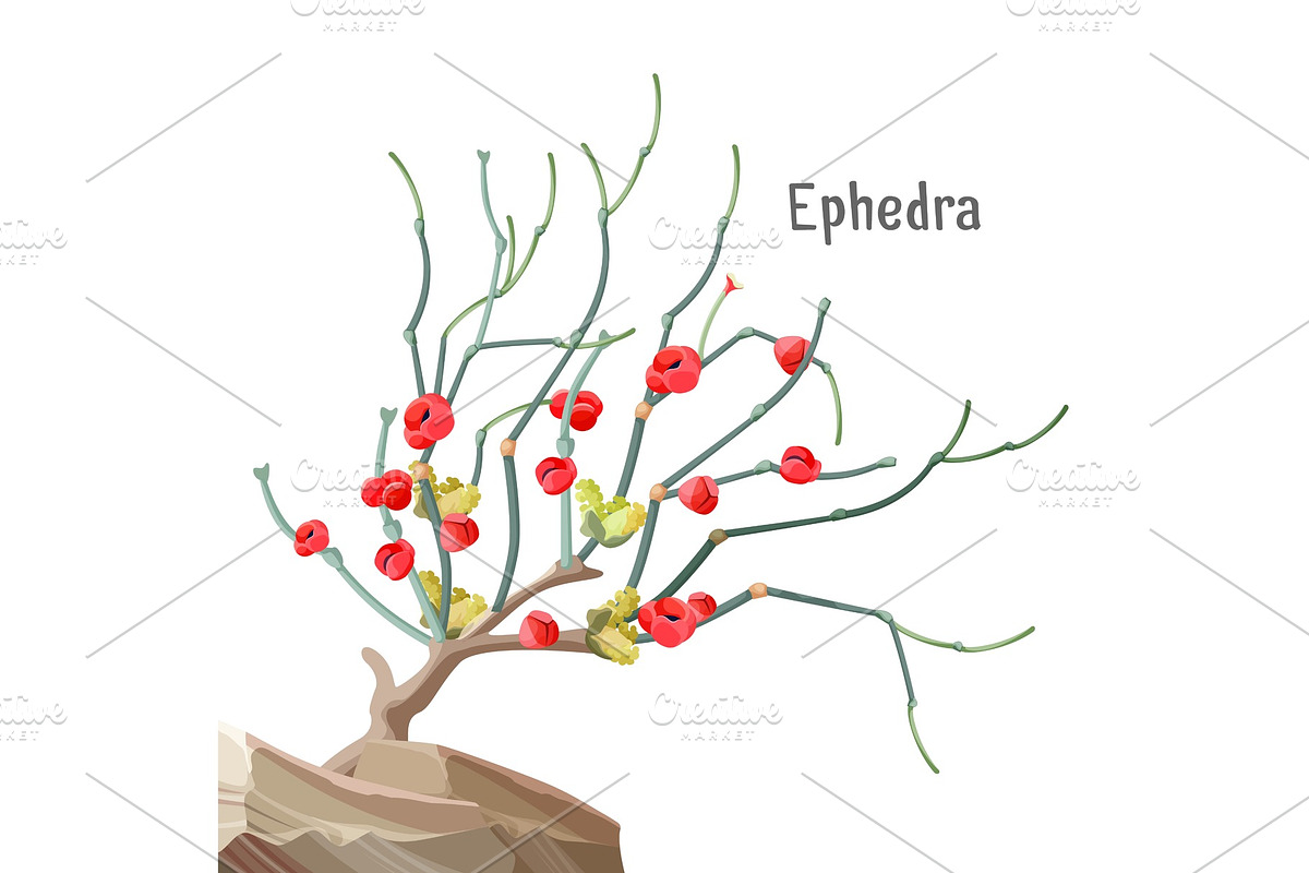 Ephedra widespread tree growing in stone, joint-pine, jointfir, in Illustrations - product preview 8