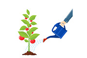 Hand watering money fruit tree with can.