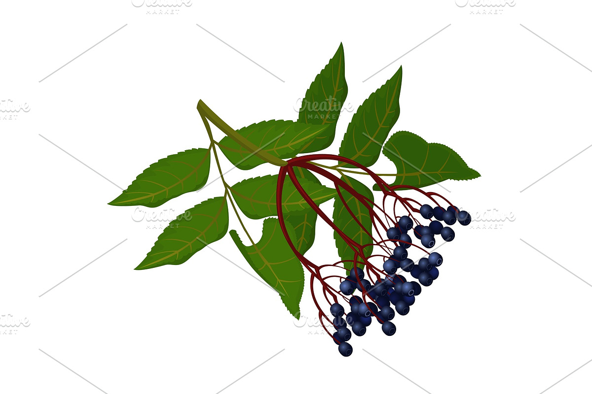 Wild ripe elderberry on branch with green leaves in Illustrations - product preview 8
