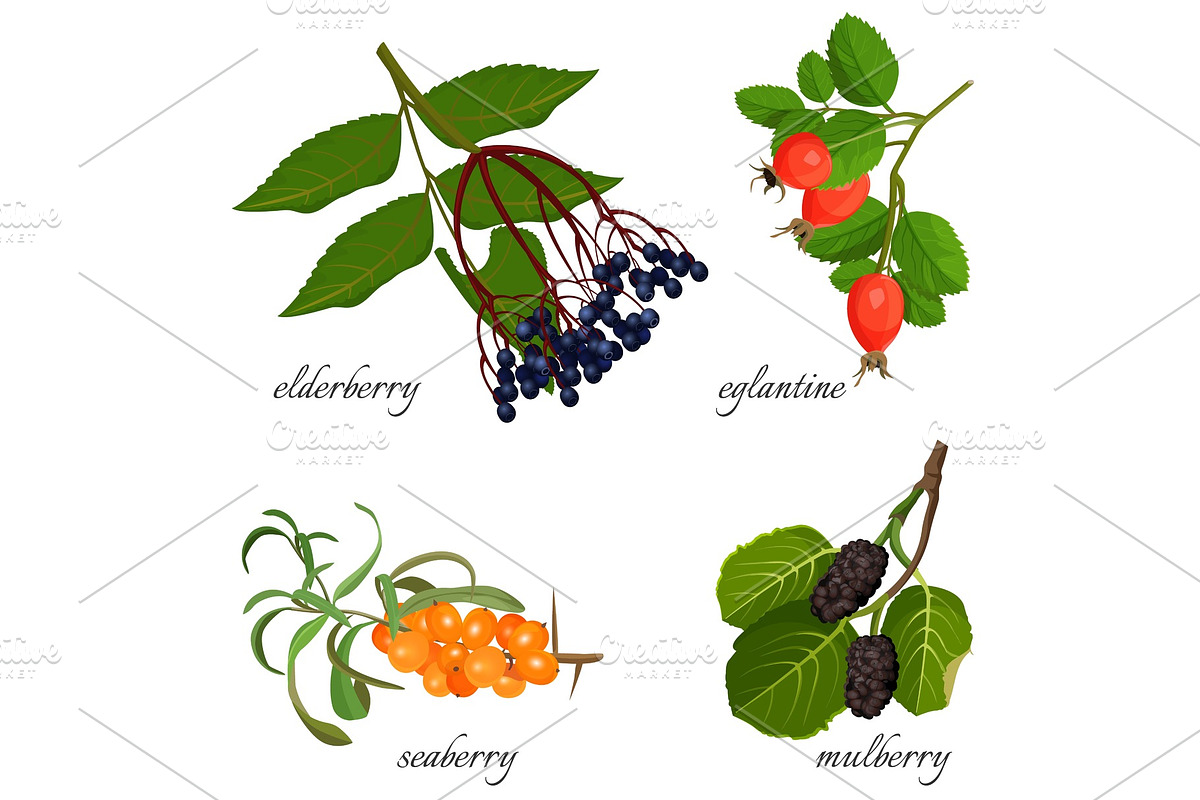Blue elderberry, ripe eglantine, fresh seaberry and sweet mulberry in Illustrations - product preview 8