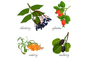 Blue elderberry, ripe eglantine, fresh seaberry and sweet mulberry