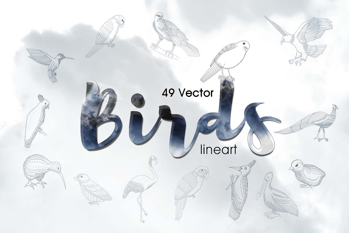 49 Birds Collection in Illustrations - product preview 8