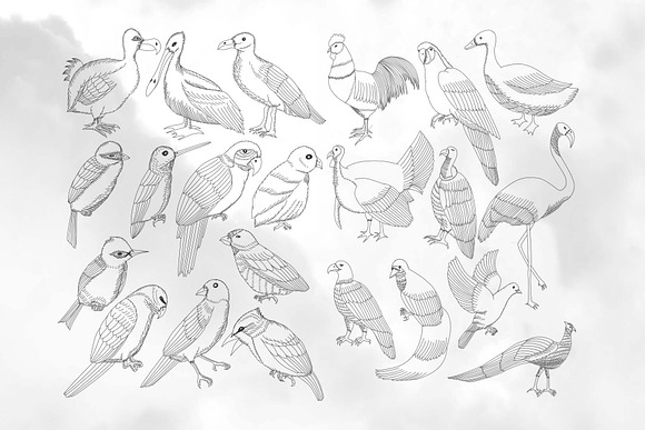 49 Birds Collection in Illustrations - product preview 1