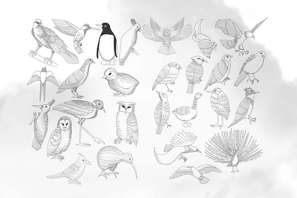 49 Birds Collection in Illustrations - product preview 2