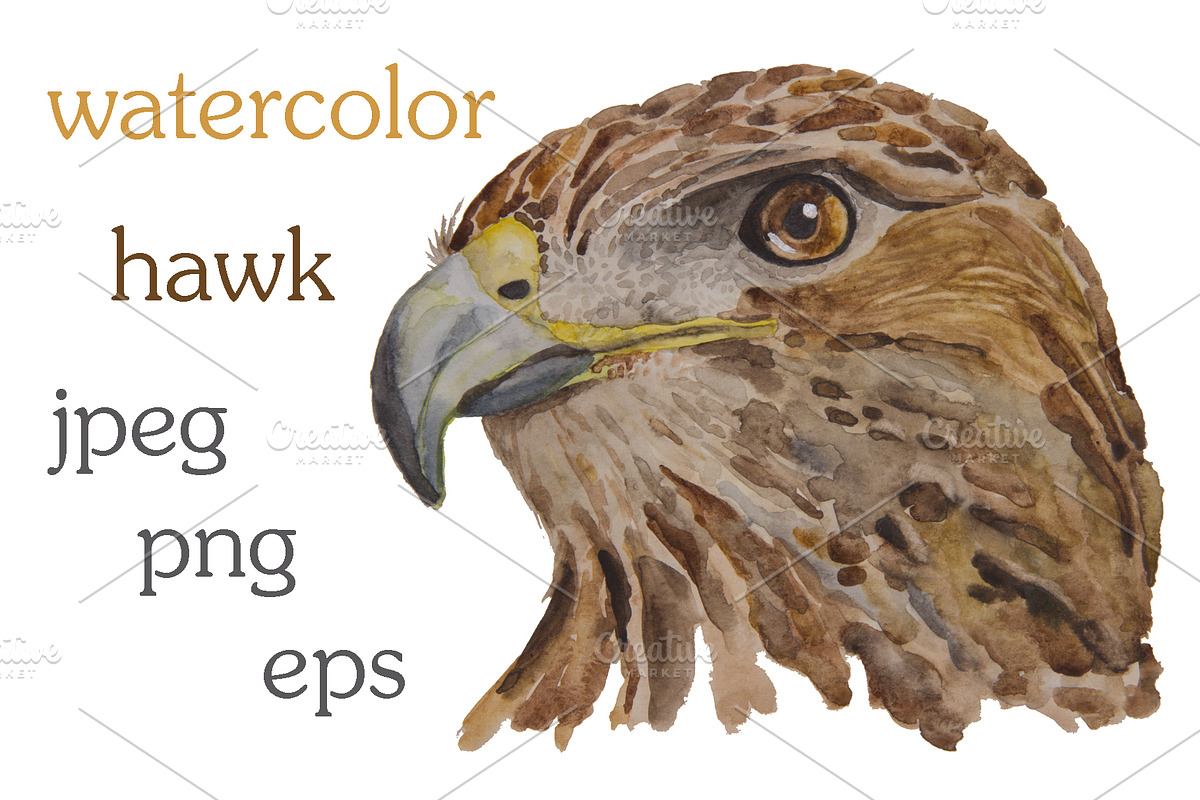 Watercolor illustration of a hawk in Illustrations - product preview 8