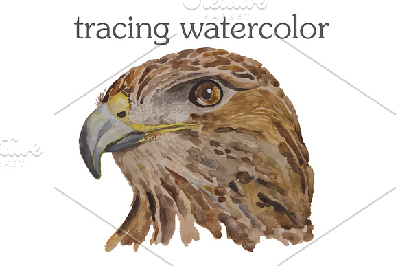 Watercolor illustration of a hawk in Illustrations - product preview 1