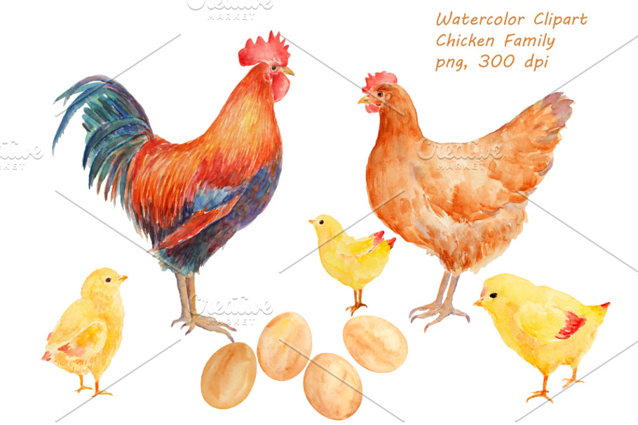 Watercolor Clipart Chicken Family in Illustrations - product preview 8