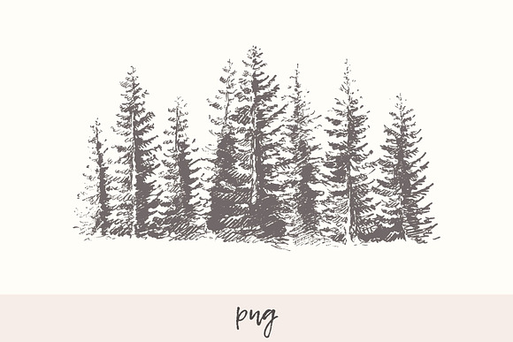 Fir forest background in Illustrations - product preview 3