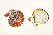 Hand drawn of scallop shell