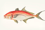 Hand drawn of red mackerel