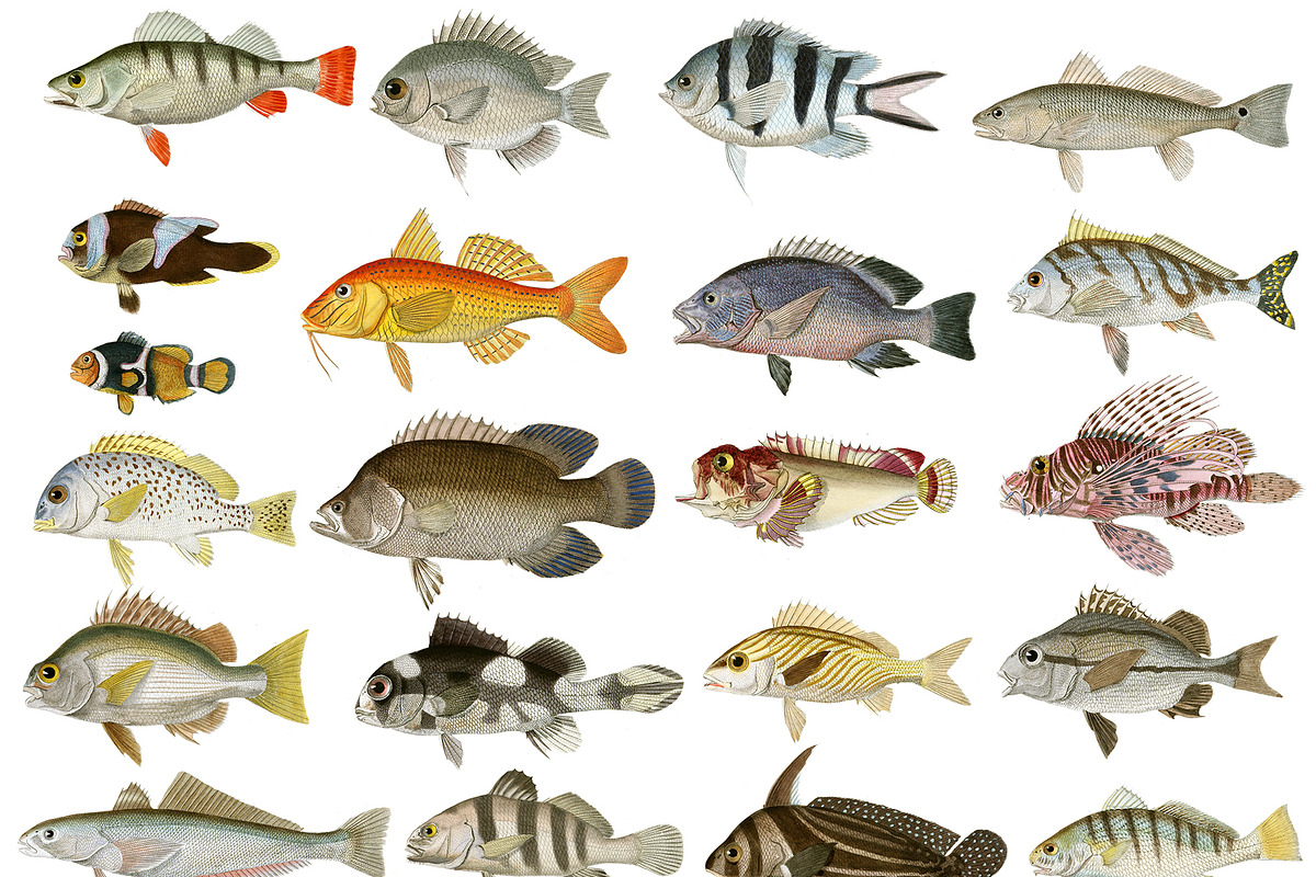 Vintage Fish Illustrations in Illustrations - product preview 8
