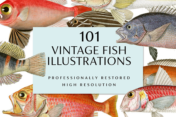 Vintage Fish Illustrations in Illustrations - product preview 2