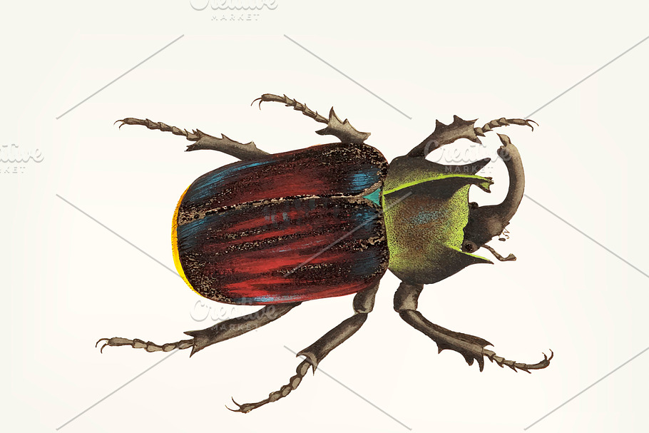 Drawing of black scutellated beetle