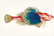 Hand drawn of Spotted Gurnard