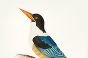 Drawing of black-capped kingfisher