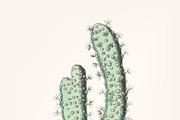 Drawing of thick-armed gorgonia