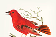 Hand drawn of Mississippi tanager