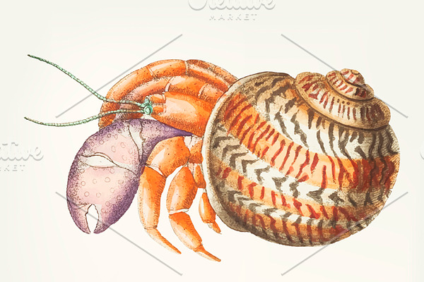 Hand drawn of diogenes crab