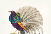 Hand drawn vaillantian paradise bird