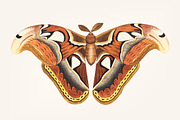 Hand drawn of atlas moth