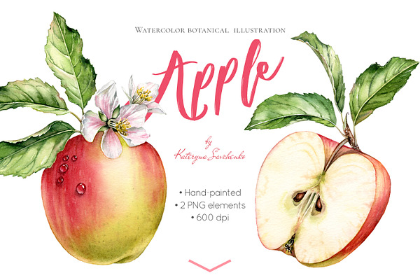 Watercolor Apple: whole and half