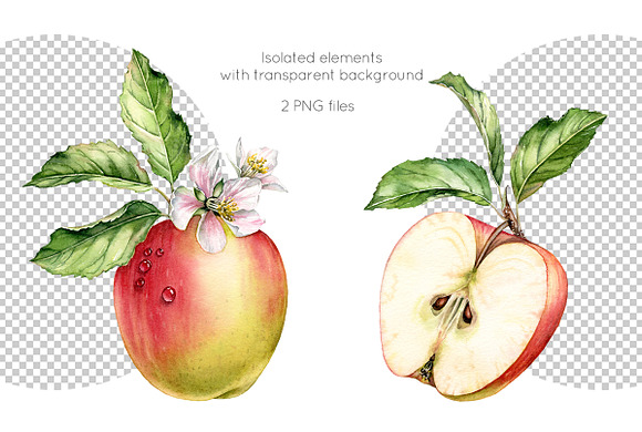 Watercolor Apple: whole and half in Graphics - product preview 1