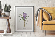 Poster with Crocus Watercolor