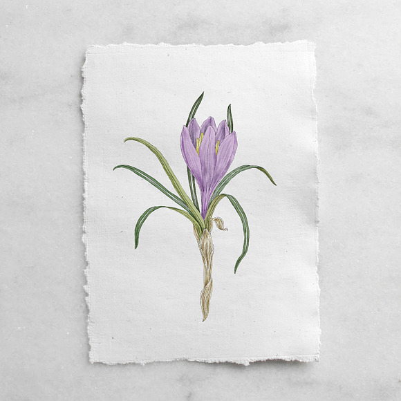 Poster with Crocus Watercolor in Illustrations - product preview 1