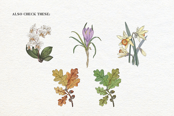 Poster with Crocus Watercolor in Illustrations - product preview 2
