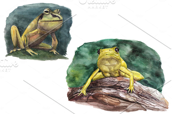 Watercolor set of toads and frogs in Illustrations - product preview 1