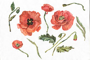 Wildflower red poppy PNG watercolor 