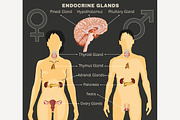 Endocrine System Image