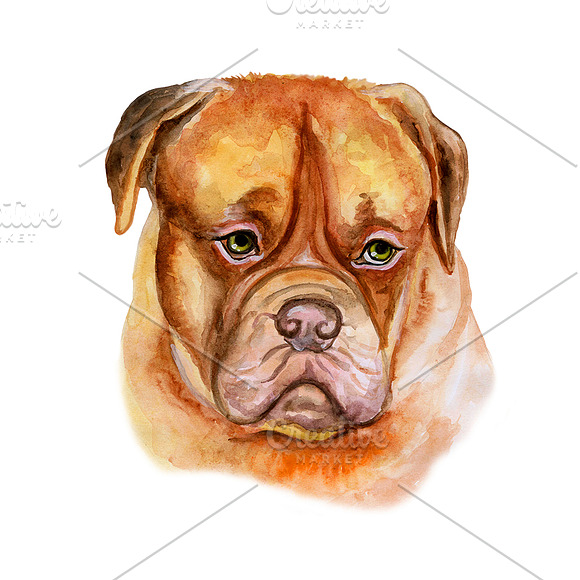 Watercolor Dogs. BIG BUNDLE in Illustrations - product preview 1