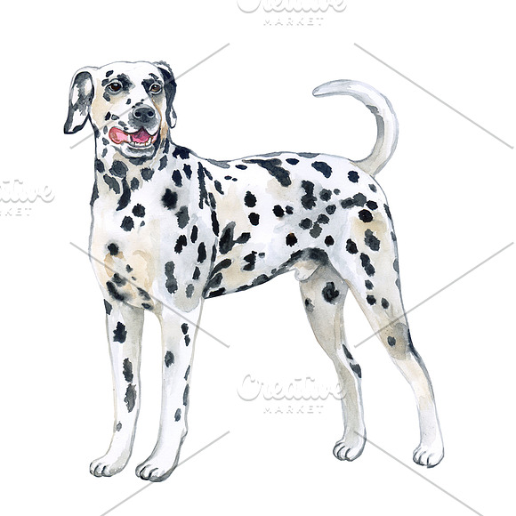 Watercolor Dogs. BIG BUNDLE in Illustrations - product preview 2