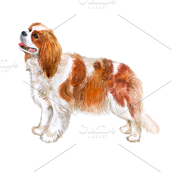 Watercolor Dogs. BIG BUNDLE in Illustrations - product preview 4