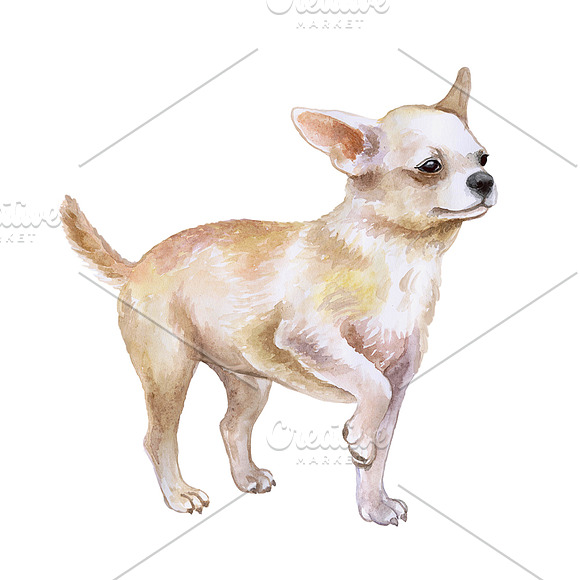 Watercolor Dogs. BIG BUNDLE in Illustrations - product preview 5