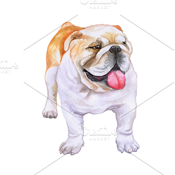 Watercolor Dogs. BIG BUNDLE in Illustrations - product preview 6