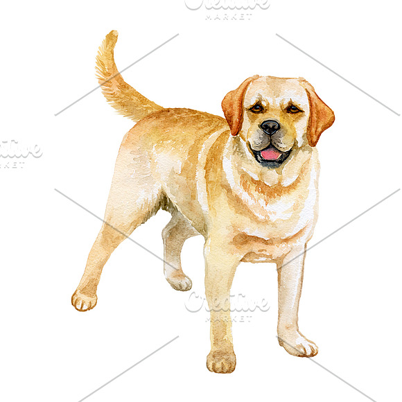 Watercolor Dogs. BIG BUNDLE in Illustrations - product preview 8
