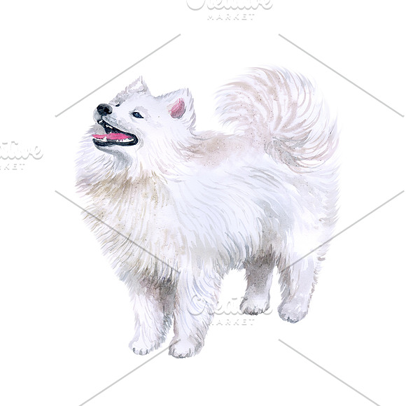 Watercolor Dogs. BIG BUNDLE in Illustrations - product preview 9