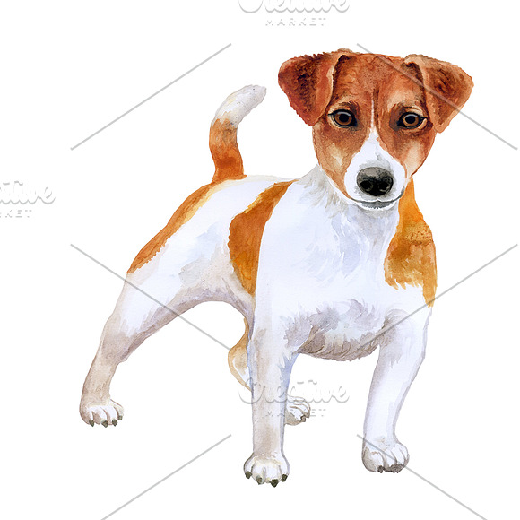 Watercolor Dogs. BIG BUNDLE in Illustrations - product preview 14