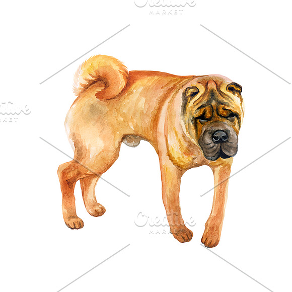 Watercolor Dogs. BIG BUNDLE in Illustrations - product preview 15