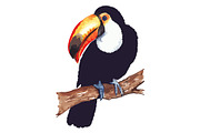 Vector toucan animal bird isolated