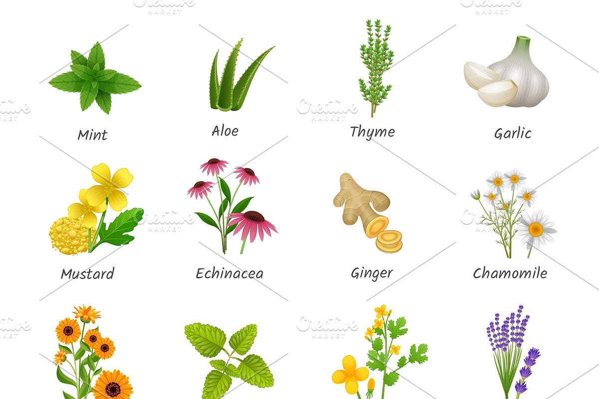 Healing herbs and medicinal plants in Graphics - product preview 8