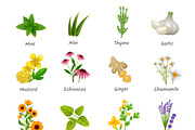 Healing herbs and medicinal plants