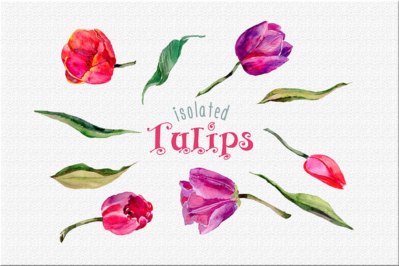 Tulips PNG watercolor flower set in Illustrations - product preview 6