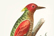 Hand drawn red-winged woodpecker