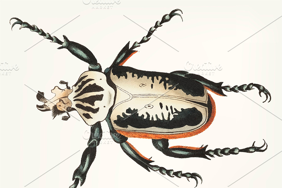 Hand drawn of fork headed beetle