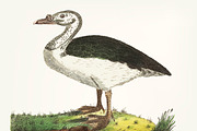 Illustration of black-backed goose